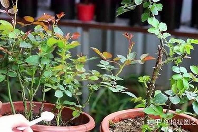 茶梅有花苞了能喷叶面肥吗？