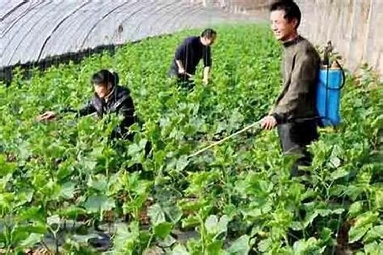 打完除草剂几天可以打营养药