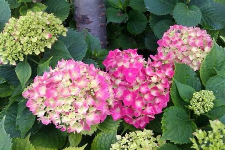 绣球花有毒吗