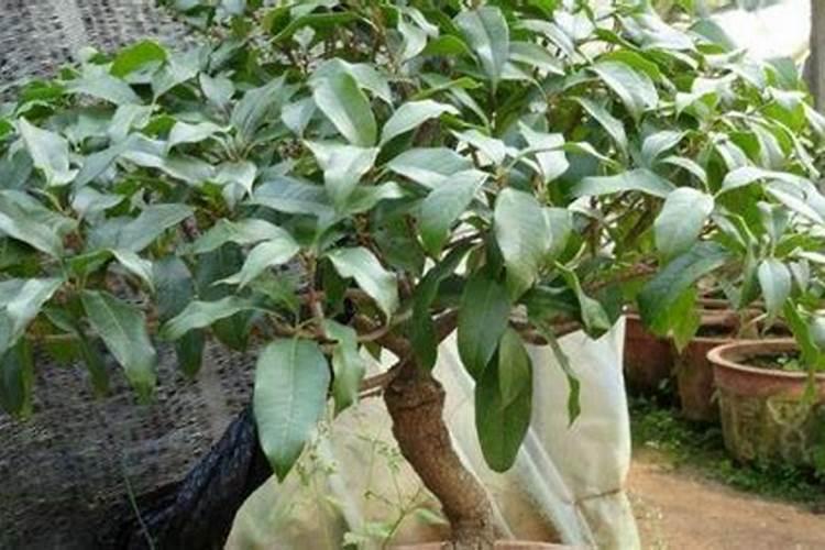 桂花施什么肥最好