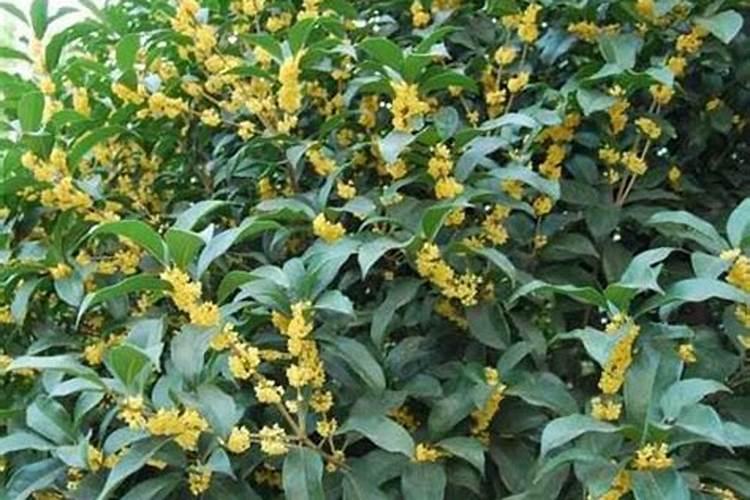 桂花树一般都使用什么叶面肥