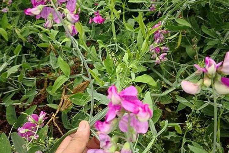 香豌豆在种植过程中,都需要用到哪种肥料？