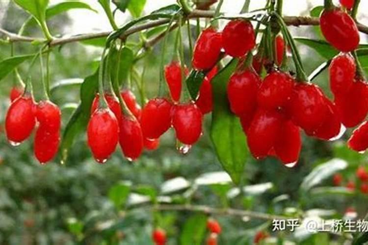 枸杞用什么肥料最好 ？枸杞打什么叶面肥好？枸杞生根用什么肥料好百度知 ...