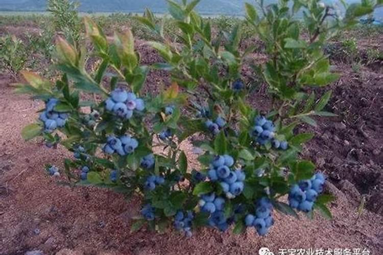 蓝莓开花结果期施什么肥好