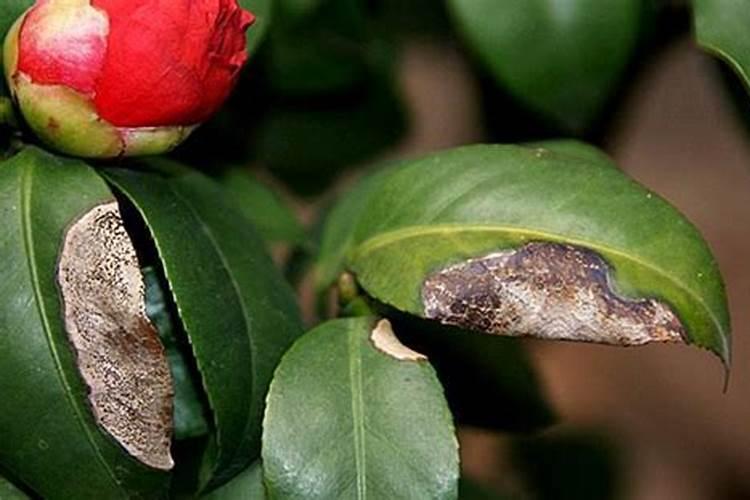 茶花用什么肥料好