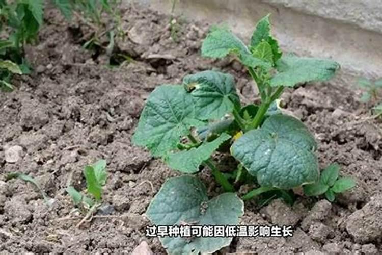 黄瓜什么时候浇水施肥