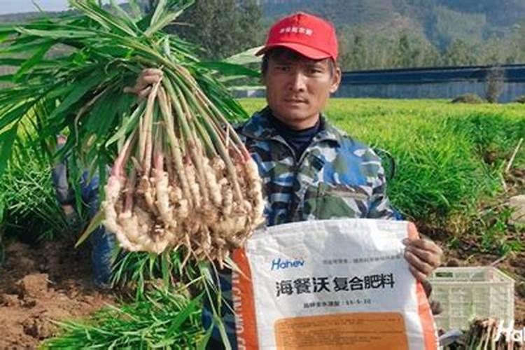水溶肥的正确使用方法