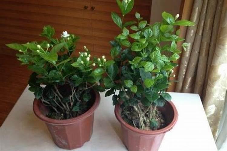 茉莉花多长时间施肥一次