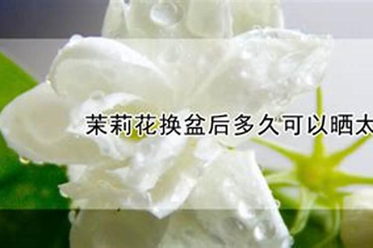 茉莉花如何养护新芽新叶长不停