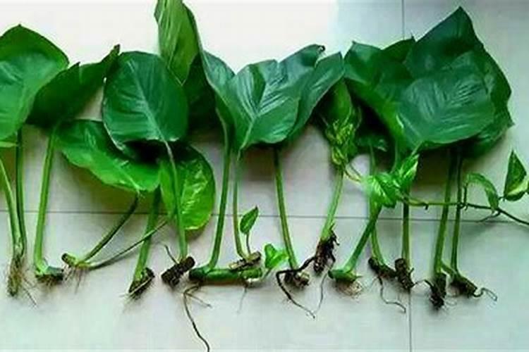 绿萝插枝多久生根