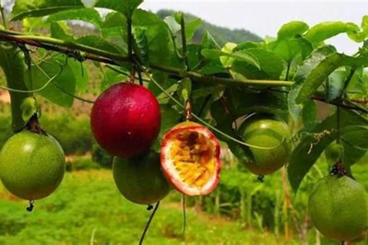 百香果施什么肥料最好