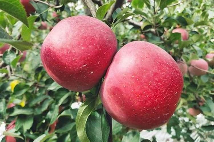 苹果树施肥用什么肥好