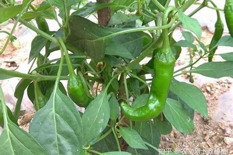 四季豆浇水的正确方法自家种的四季豆怎样浇水？