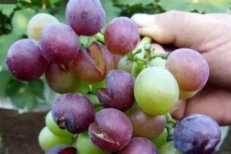 种植的胡萝卜为啥会开裂、抽薹？