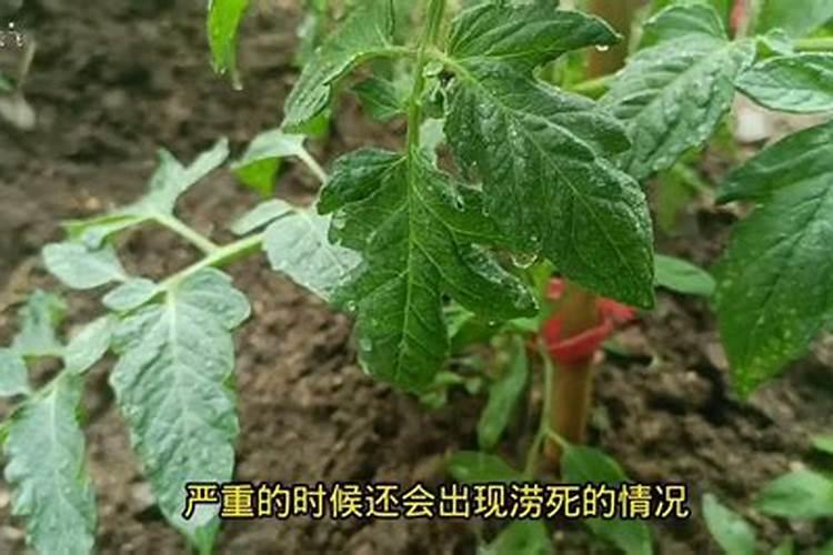 西红柿多久浇一次水 西红柿如何施肥
