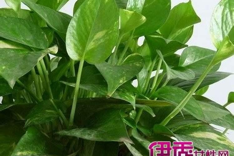 绿萝移植物多久施肥 绿萝移植后需要多久施肥？