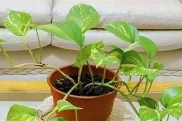 绿萝刚种多久不能施肥 绿萝种植多久后不应施肥