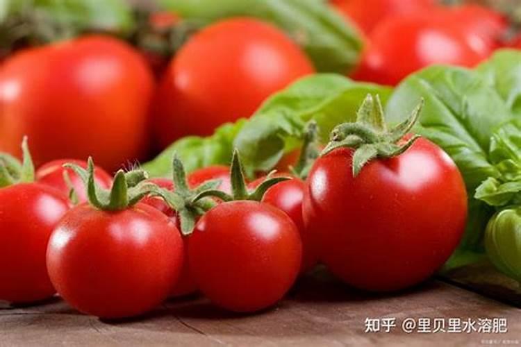 怎样让西红柿快速膨大