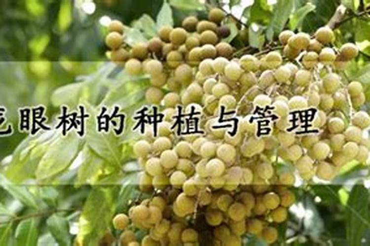 红掌浇什么水好