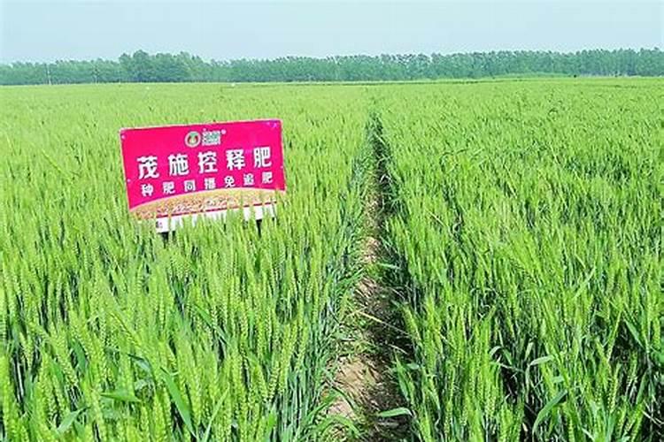 小麦底肥一亩地施肥一百斤复合肥施苗肥的时候用什么肥料是氮肥好还是复...