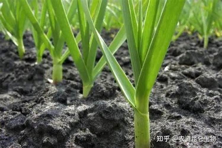 大蒜喷施什么蒜头最大？
