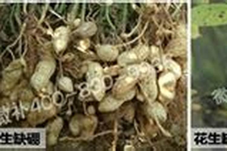 种植花生想要养好根系,对水肥的使用都有哪些技巧？