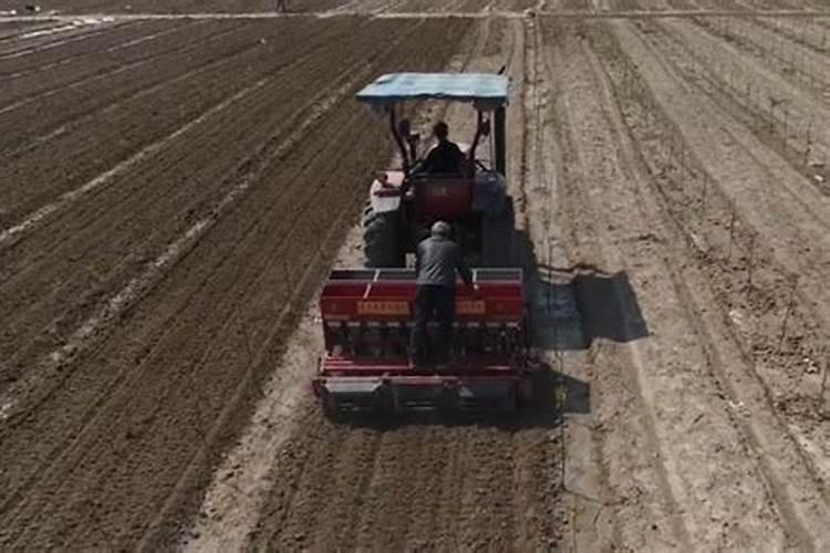 花生喷施硼肥最佳时间 使用注意事项有哪些