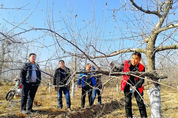 种果树用什么肥料好