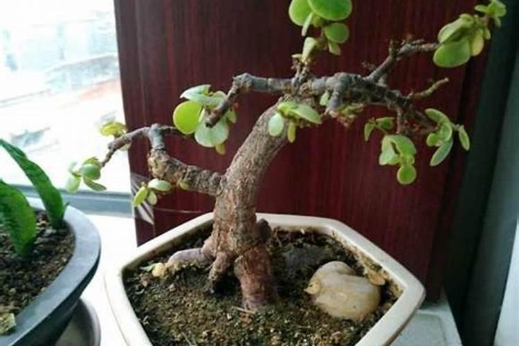 春季怎么养金枝玉叶植株枝粗叶茂