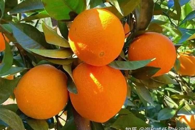 脐橙树被霜冻叶子都枯黄了怎么办呢？
