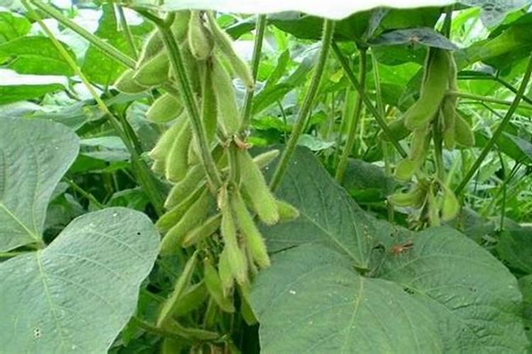 黄豆施什么肥比较好