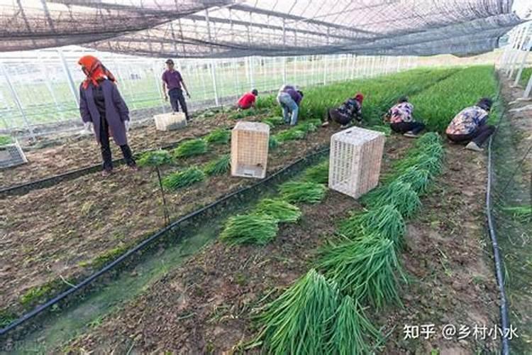 韭菜喜欢什么肥料最好