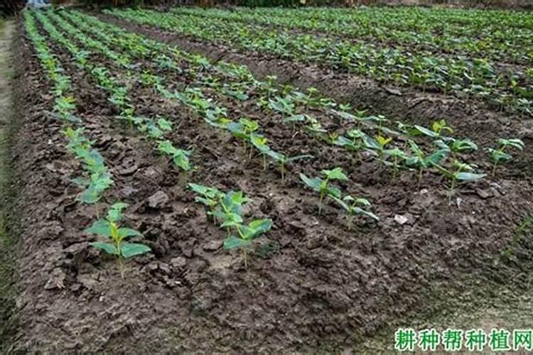 黄豆生长过程中施肥状况