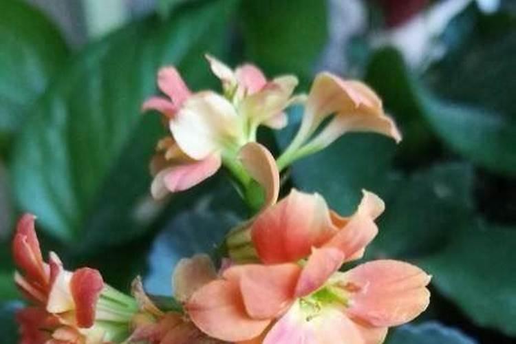 磷酸二氢钾怎样使用才能使花卉长的好(家庭养花如何施肥)