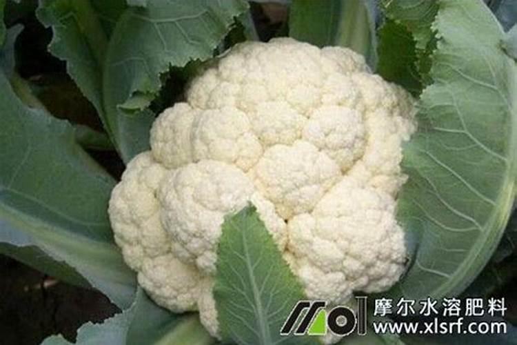 花多多2号是什么肥