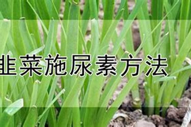 花盆里种植韭菜用尿素还是复合肥