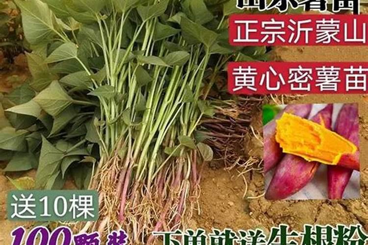 地瓜施什么肥最好