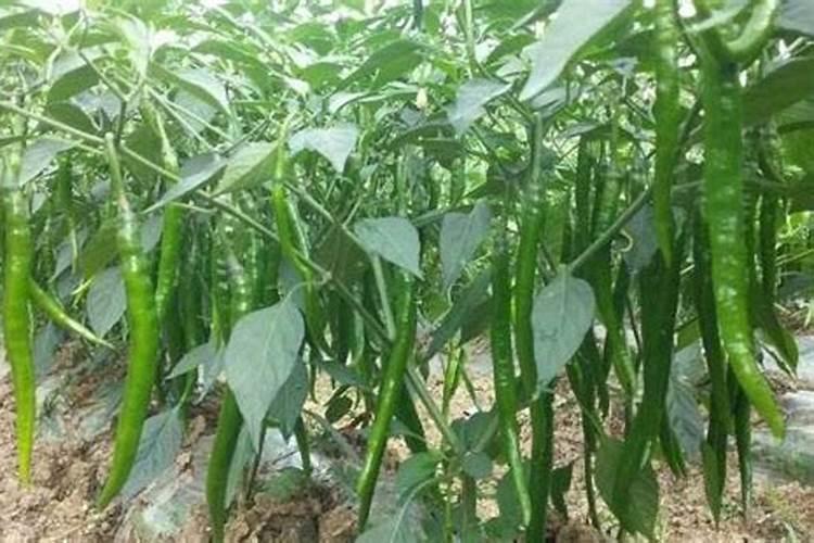 辣椒坐果期用什么肥料 辣椒坐果期为什么不能浇水