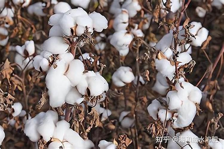 棉花每个生长周期的施肥方案 施肥用一铵还是用二铵