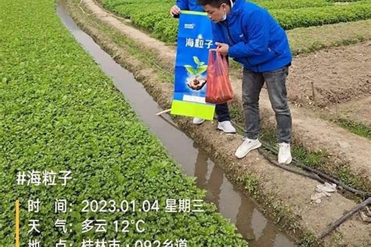 果树上怎样使用水溶肥？施肥时需要注意什么？