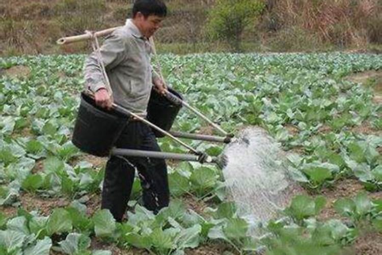 种菜用什么肥料比较好、菜子用什么肥料好