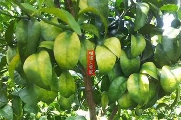 柑橘在落果结束以后,怎么样进行水肥管理？
