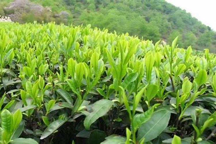 茶叶的用肥方法