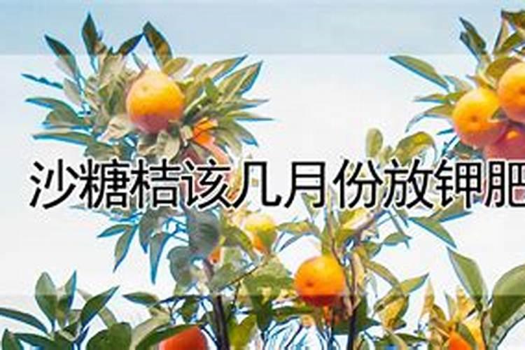 桔子施肥施什么肥最好