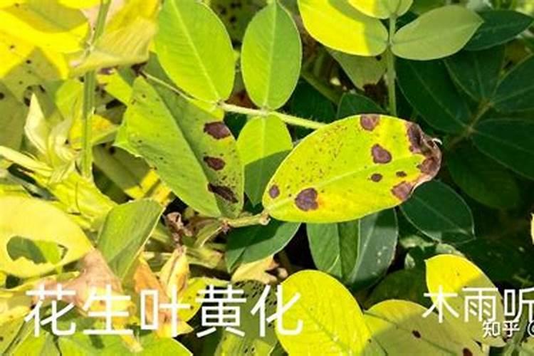 花生叶子发黄打什么药 怎么防治效果好