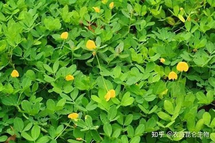 花生叶子发黄打什么药