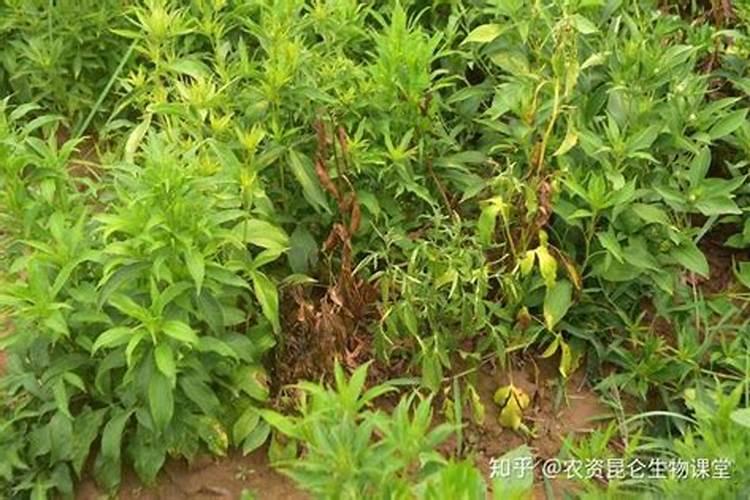 中微肥木醋液好用吗