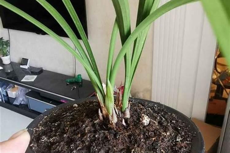 放几年的稻谷壳能直接种兰花和君子兰吗？