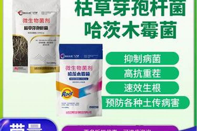 一千亩水稻麦子田一年纯收入有多少？