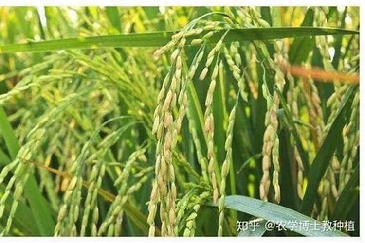 温宿县水稻拔节期至抽穗期 水稻田间管理措施总结